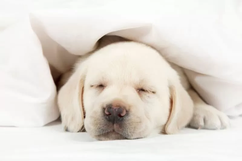 Bring-your-pet!