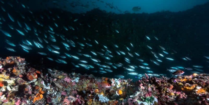 fish_in_ledge-_resized