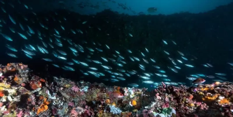 fish_in_ledge-_resized